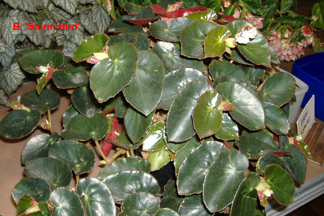 B. ‘Stormbird’